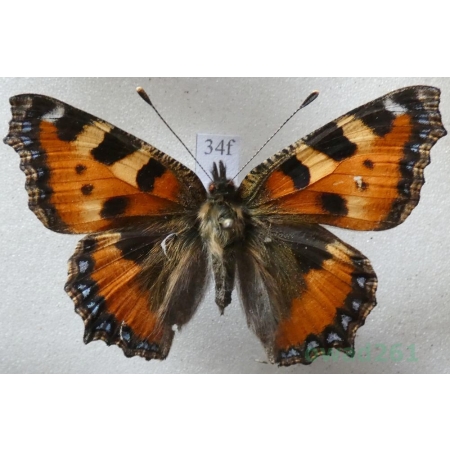Aglais urticae (Linnaeus, 1758) Rusałka pokrzywnik Czech34f